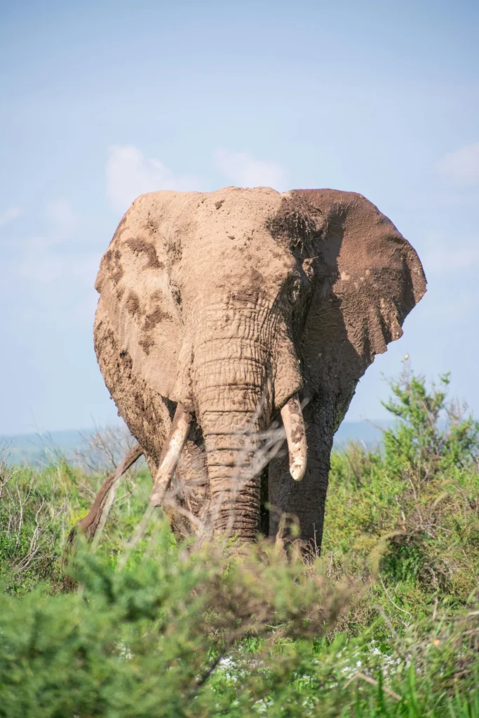 Elephant
