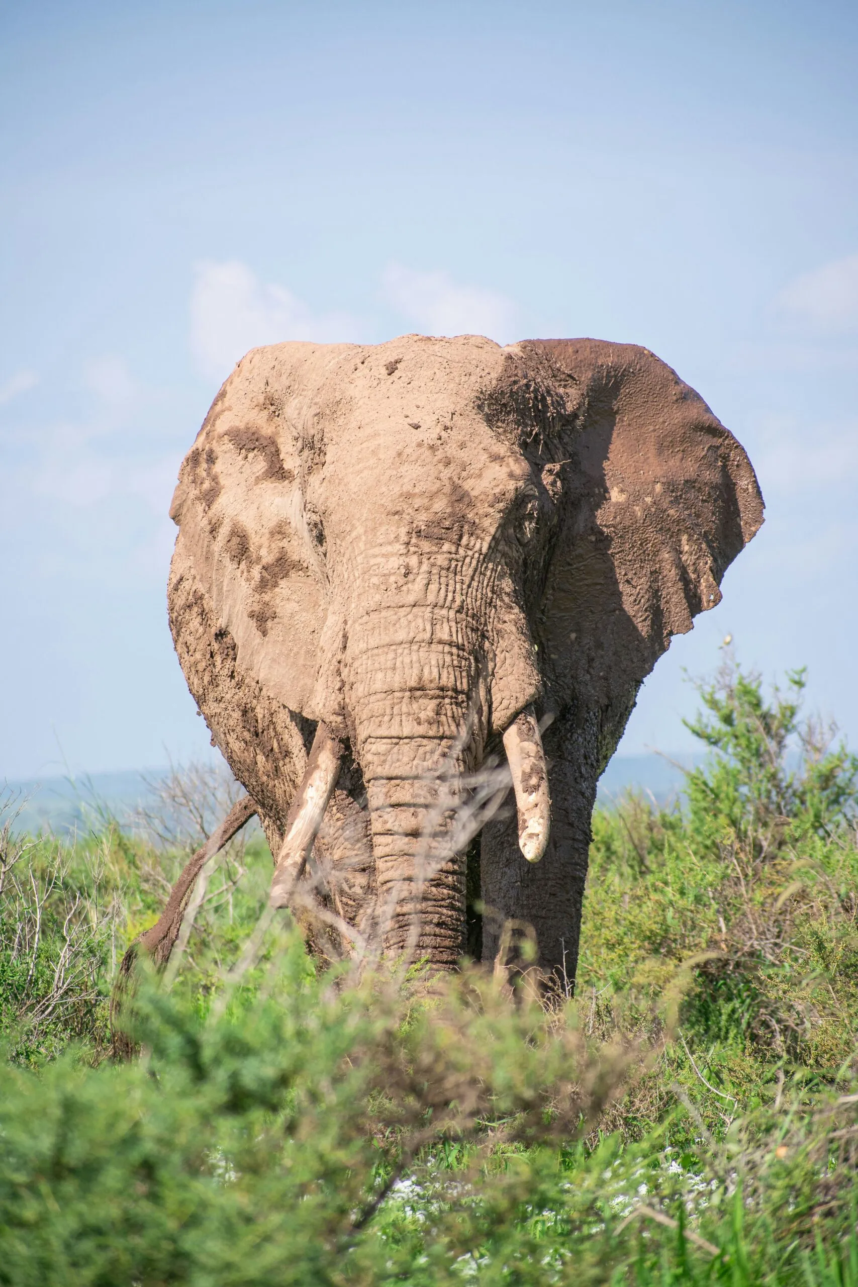 Elephant