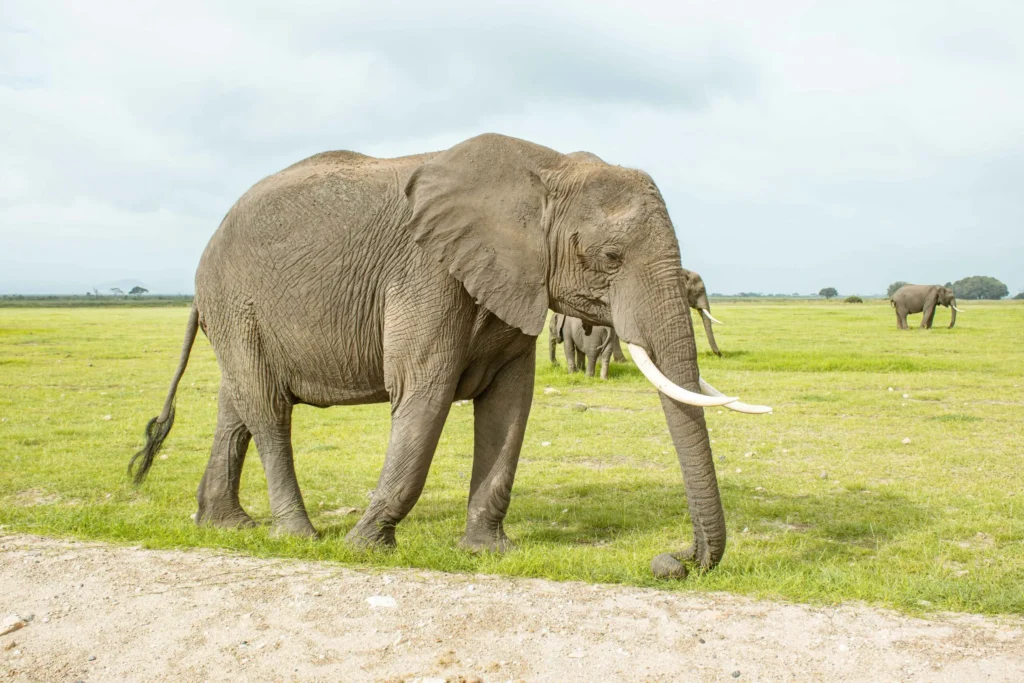 Elephant grazing