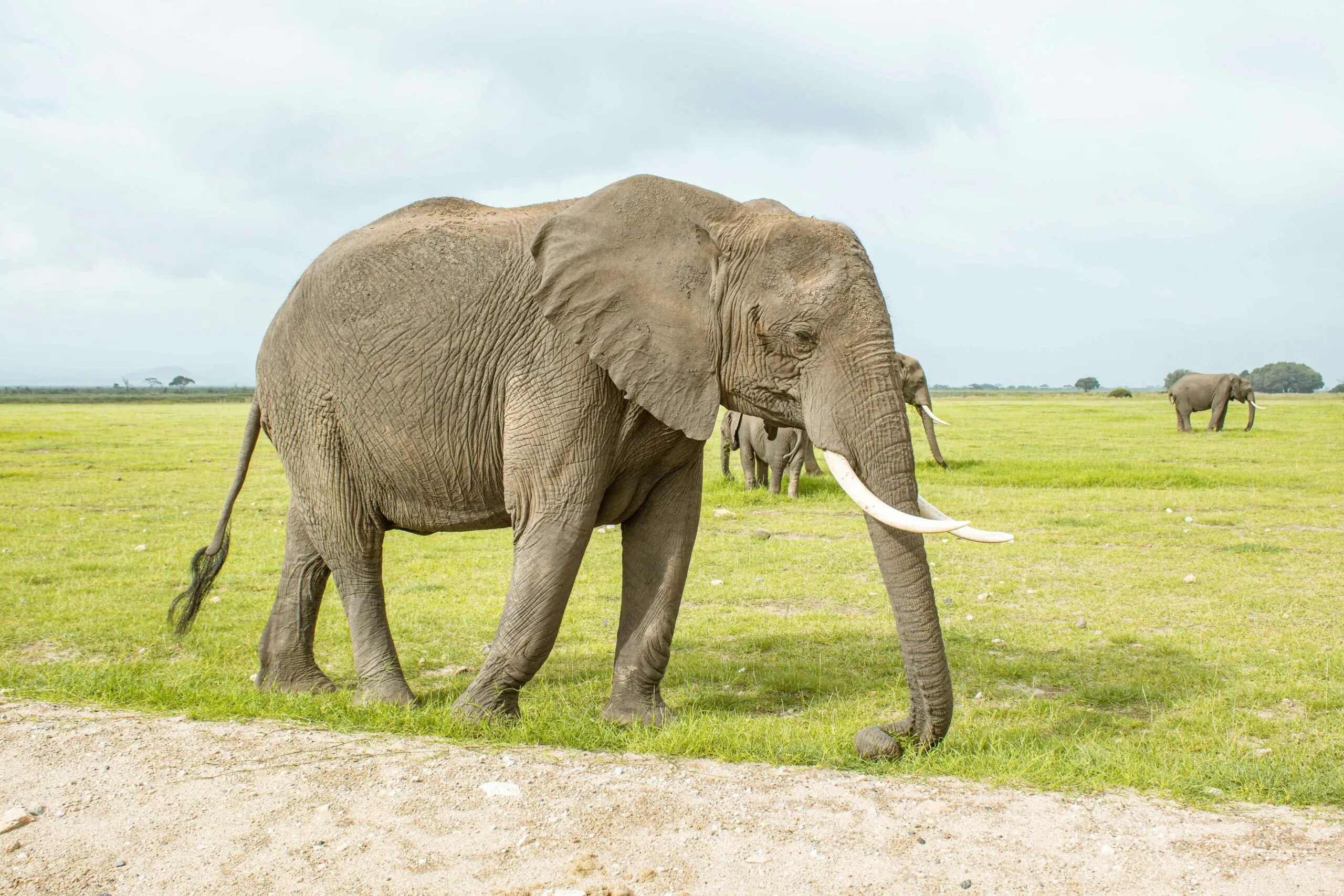 Elephant grazing