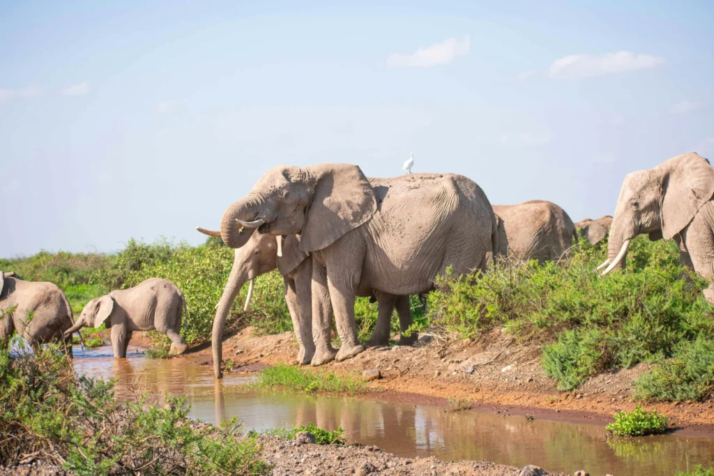 Elephant herd