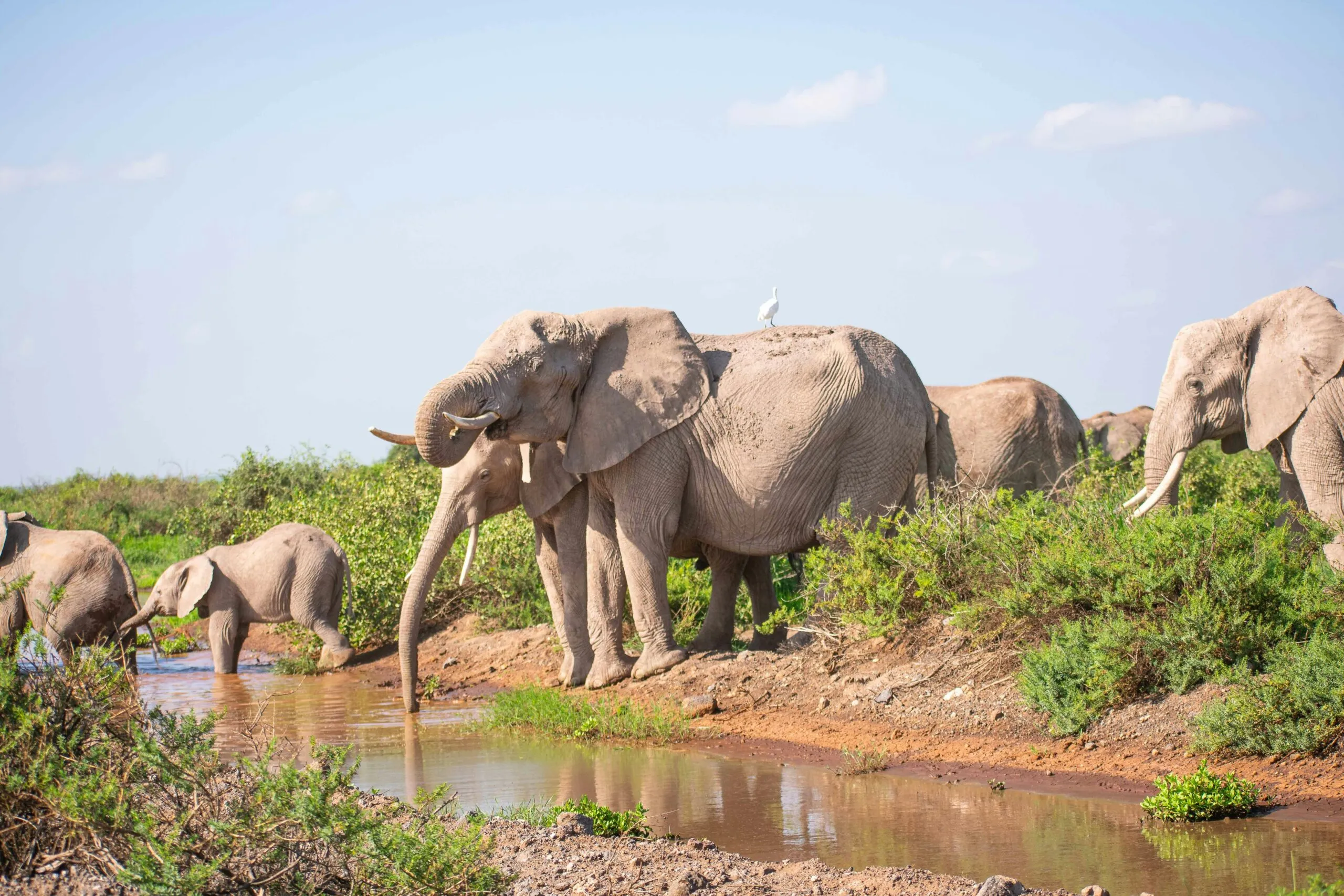 Elephant herd