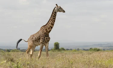 Giraffe at the Nairobi National Park