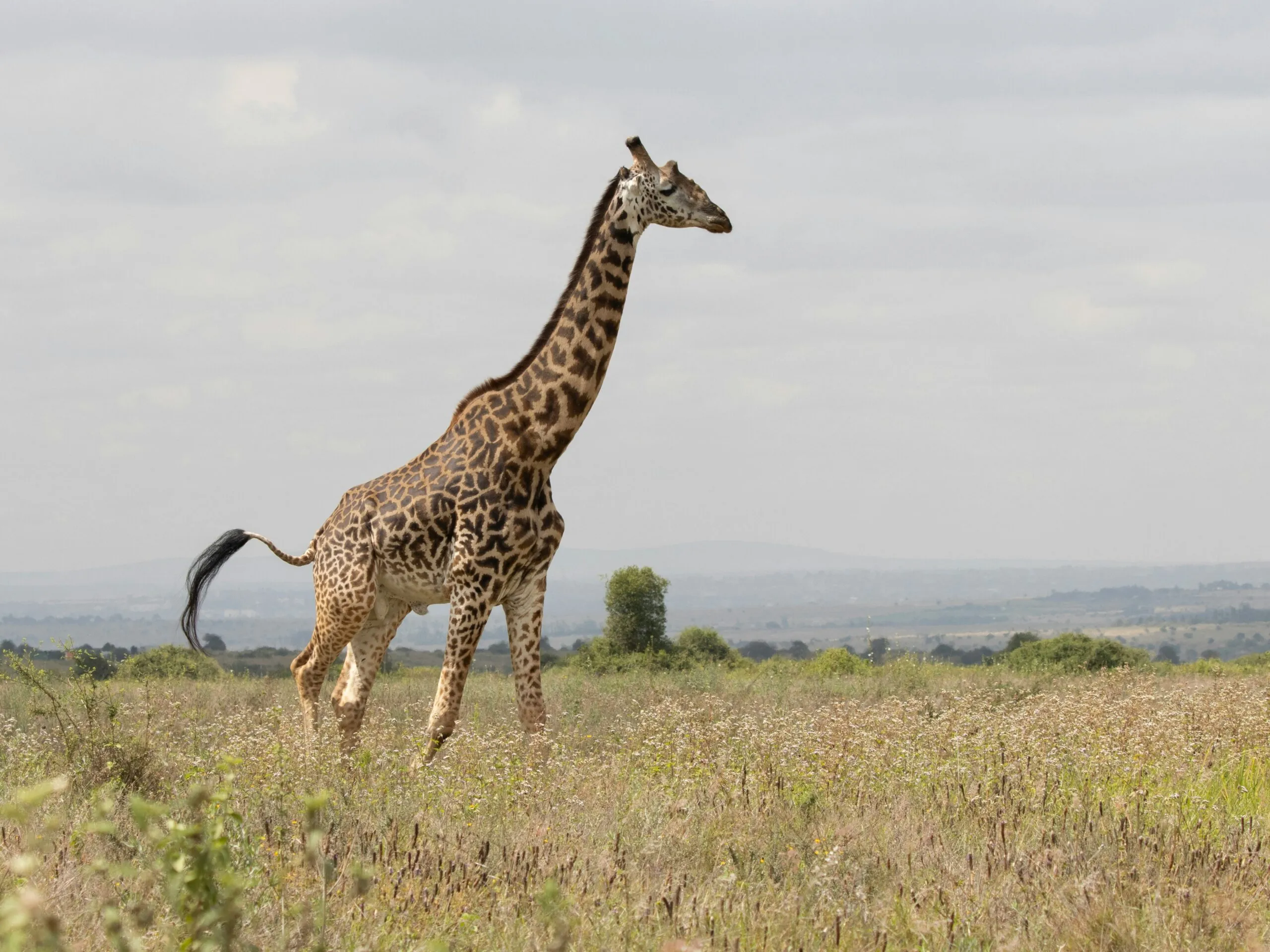 Giraffe at the Nairobi National Park