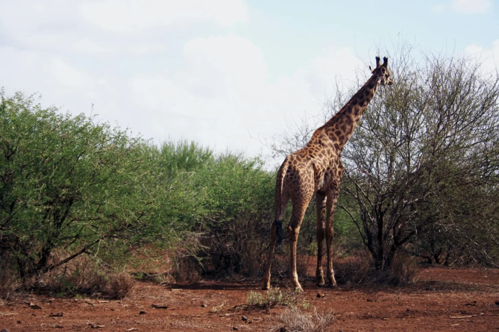 Giraffe in Amboseli