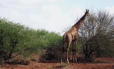 Giraffe in Amboseli