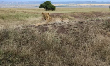 A lion at the Nairobi National Park