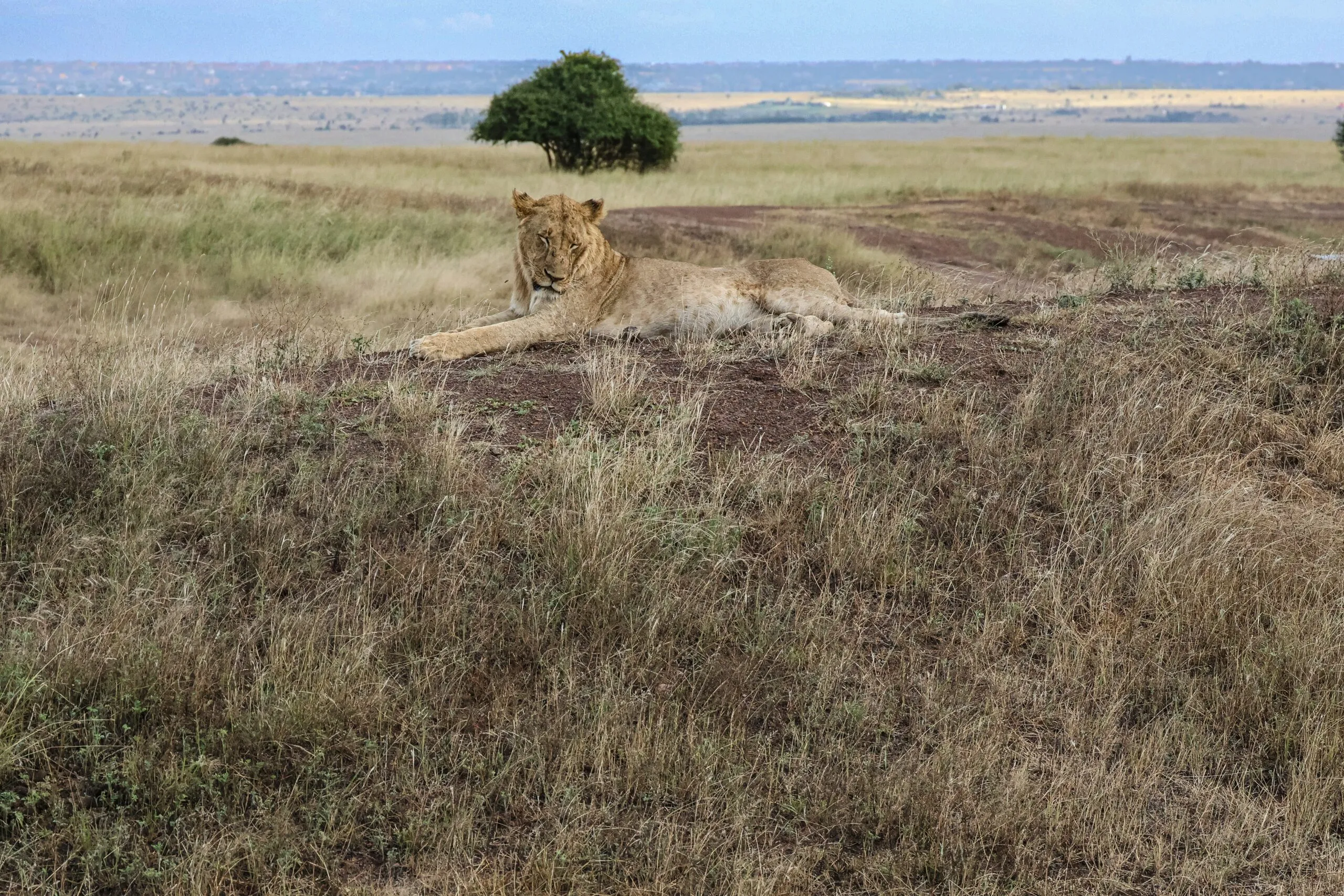 A lion at the Nairobi National Park