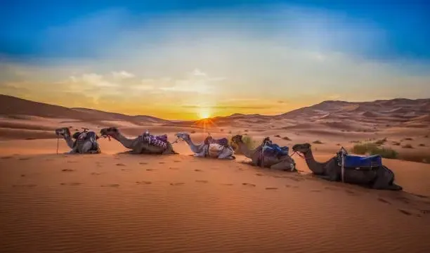 Morocco Camel ride