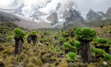 Vegetation at Mount Kenya