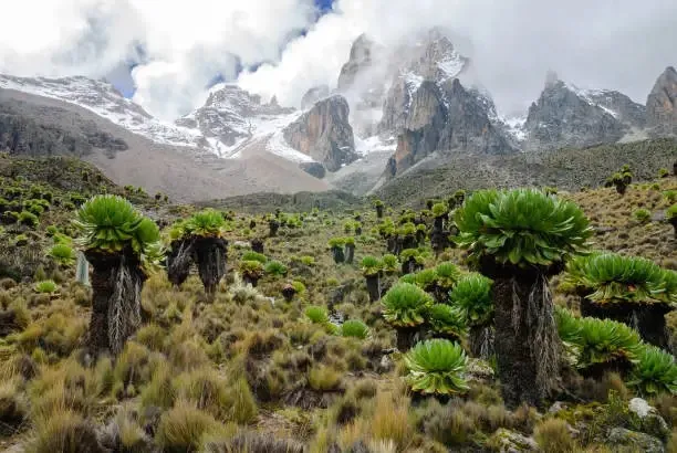 Vegetation at Mount Kenya