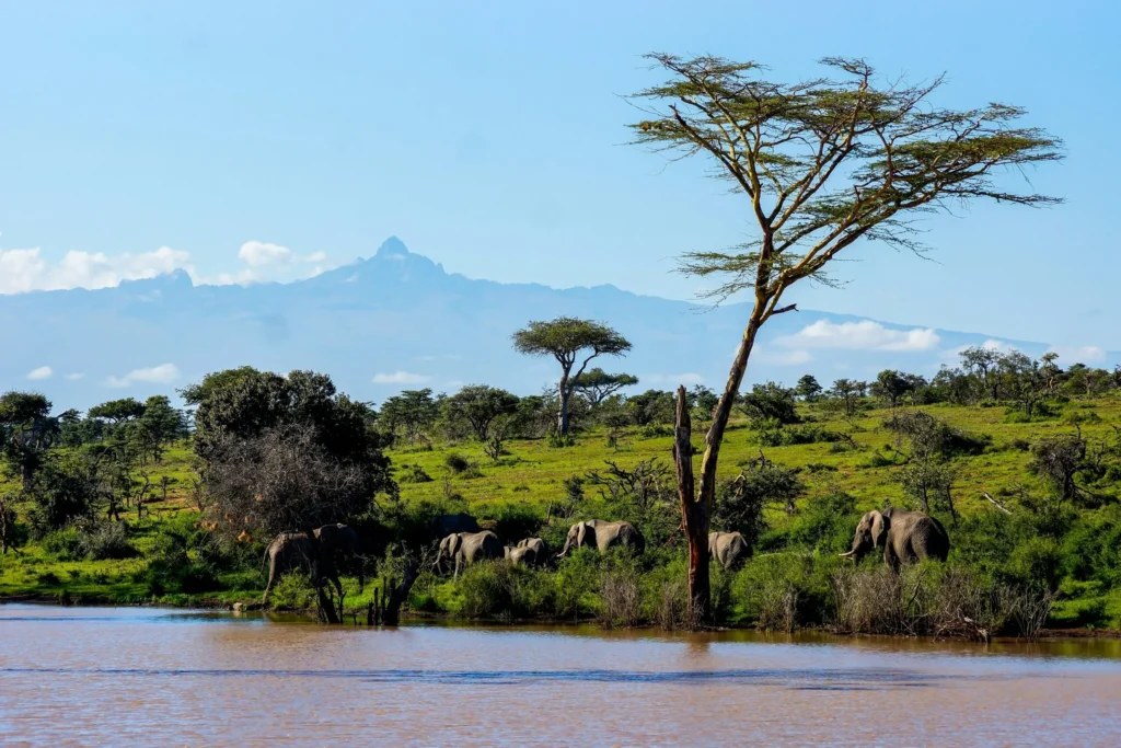 Wildlife at Mt. Kenya