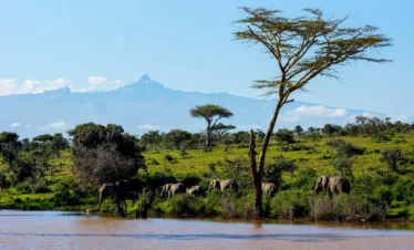 Wildlife at Mt. Kenya
