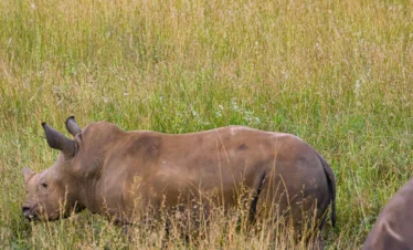 Rhino at the Nairobi National Park