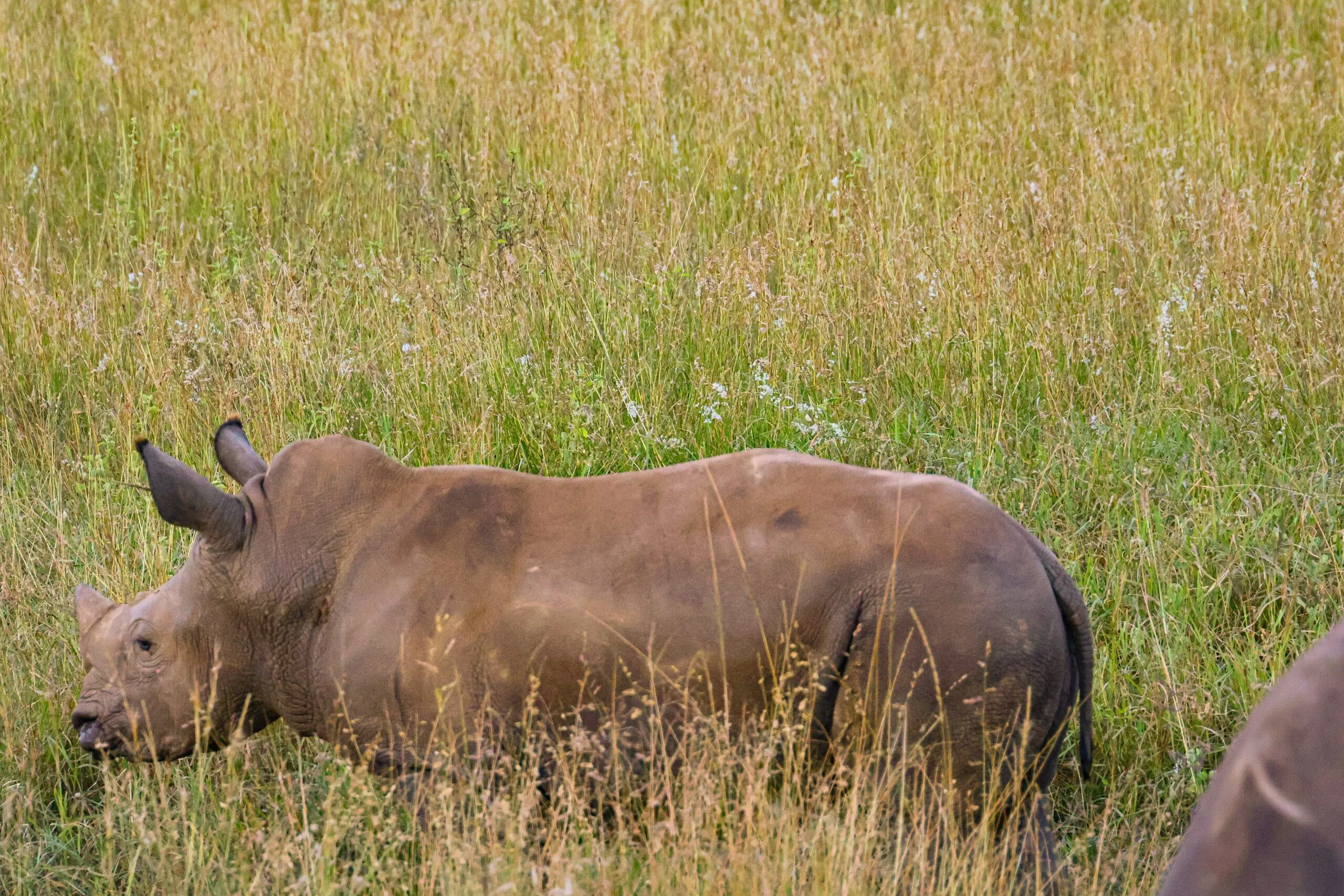 Rhino at Nairobi National Park Rhino at the Nairobi National Park