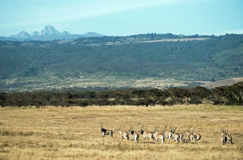 Wildlife at Mt. Kenya