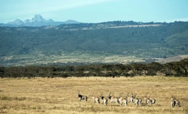 Wildlife at Mt. Kenya