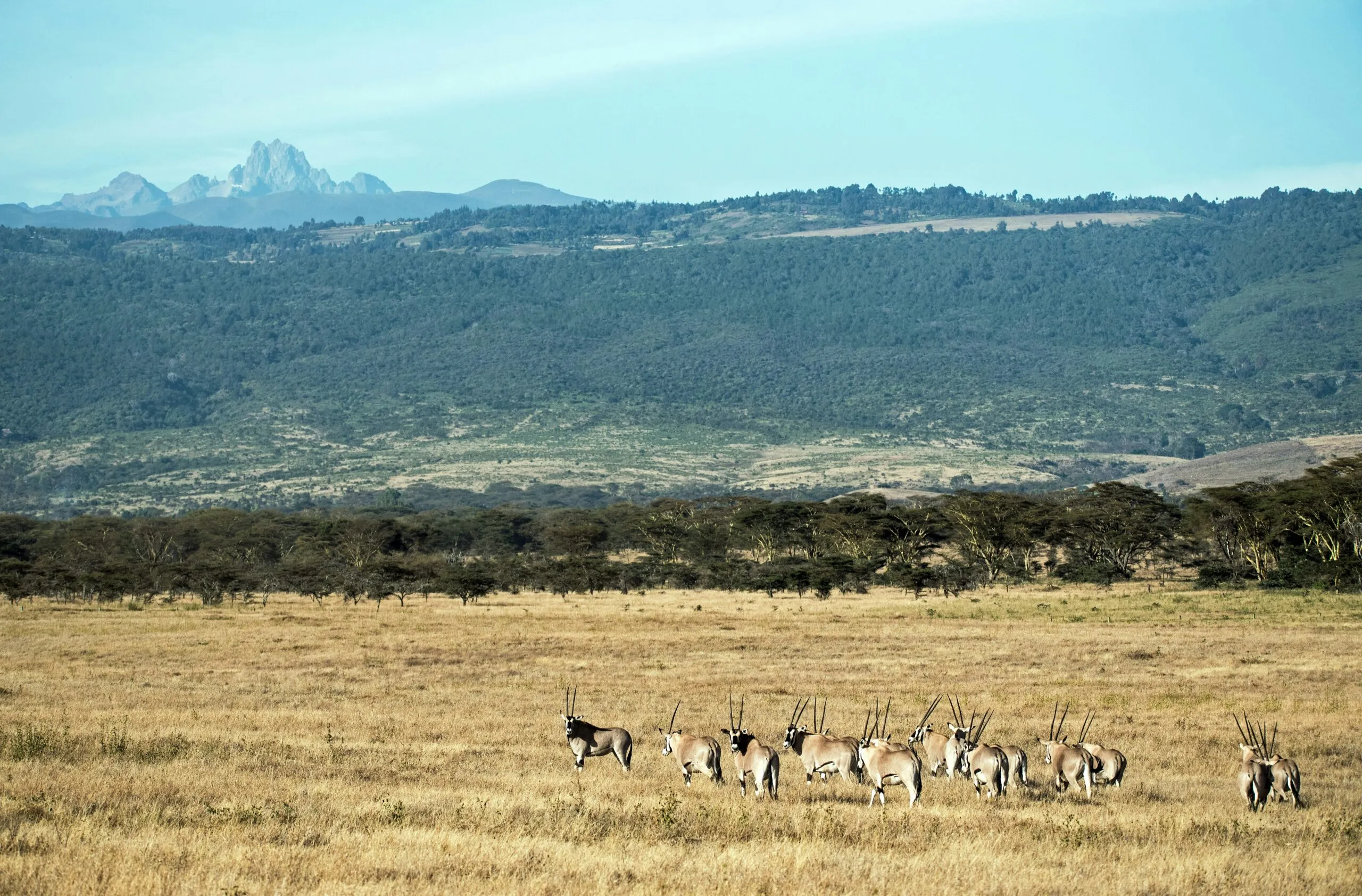 Wildlife at Mt. Kenya