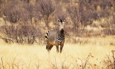 Zebra at Hells Gate National Park