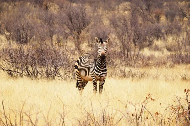 Zebra at Hells Gate National Park