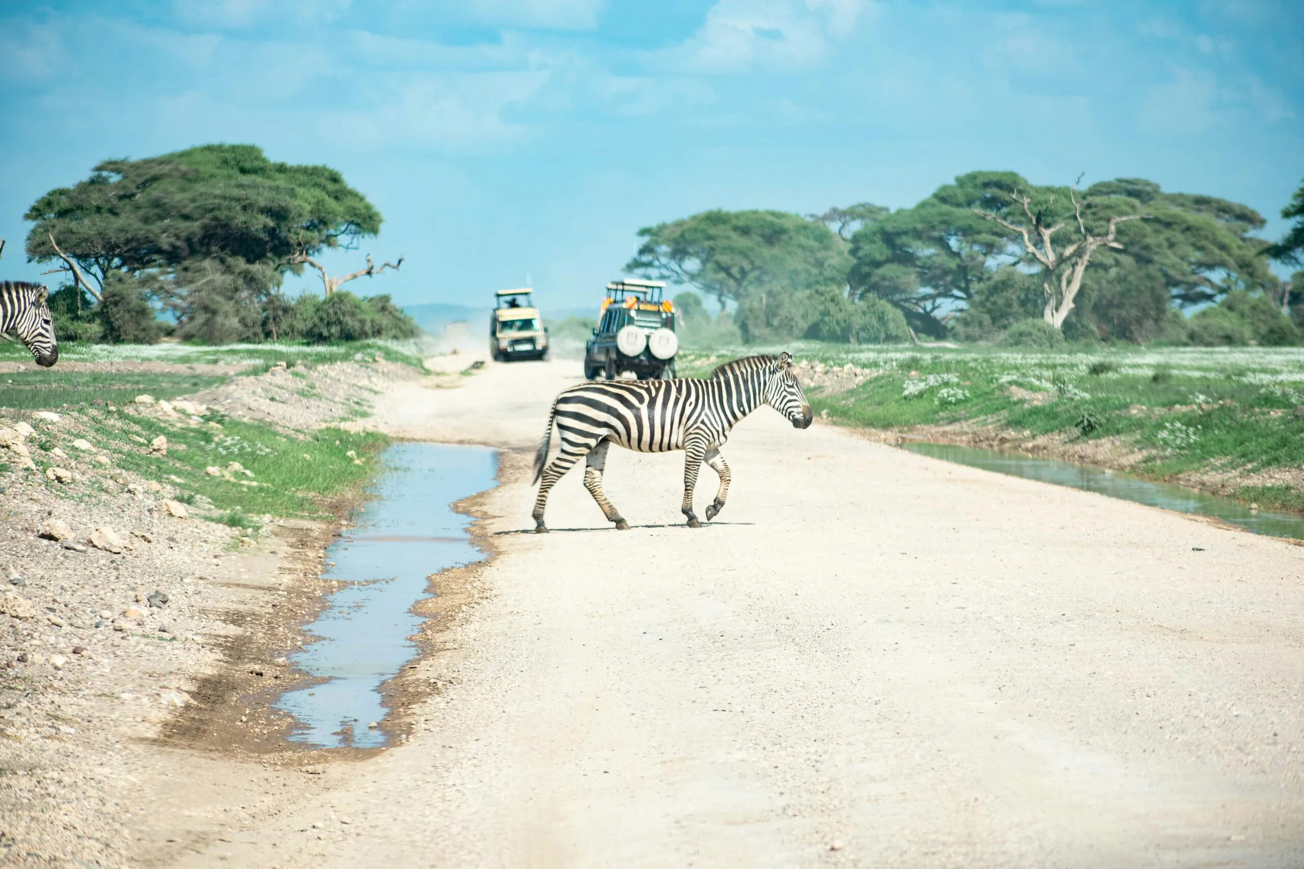 Zebra