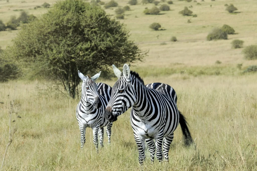Zebra at Nairobi National Park