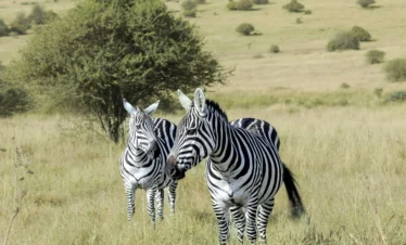 Zebra at Nairobi National Park