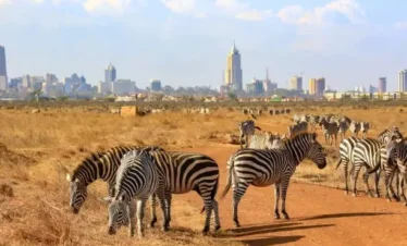 Zebras at the background of Nairobi City
