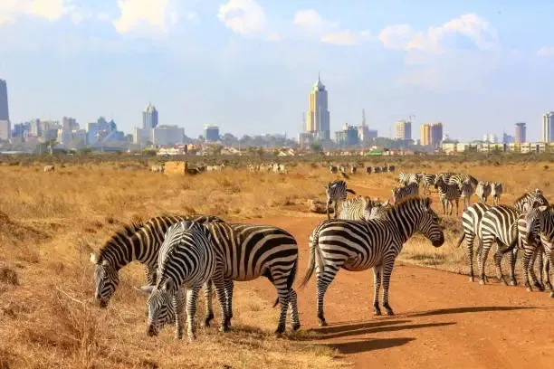Zebras at the background of Nairobi City