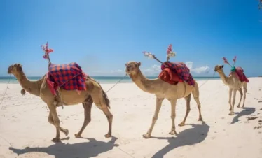 Camels in Watamu Beach