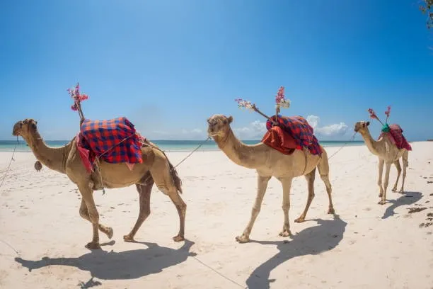 Camels in Watamu Beach