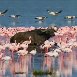 Buffalo with Flamingoes Lake Nakuru National Park
