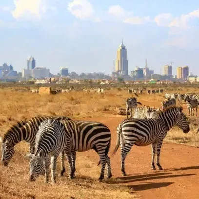 Zebras in the city background Zebras at the background of Nairobi City